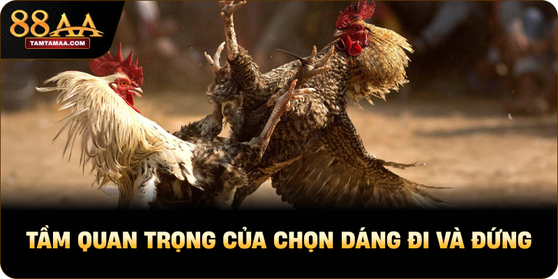 Tầm quan trọng của chọn dáng đi và đứng